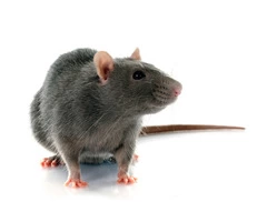 Rodent Control Adelaide