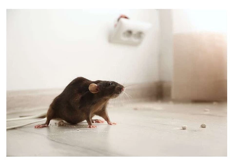 Rodent Control Adelaide - 2/5
