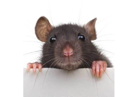 Rodent Control Adelaide - 3/5
