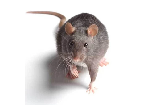 Rodent Control Adelaide - 4/5