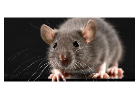 Rodent Control Adelaide - 5/5