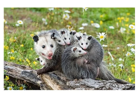 247 Possum Removal Melbourne - 1/5