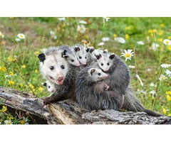 247 Possum Removal Melbourne