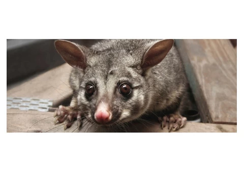 247 Possum Removal Melbourne - 2/5