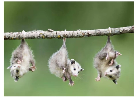 247 Possum Removal Melbourne - 4/5