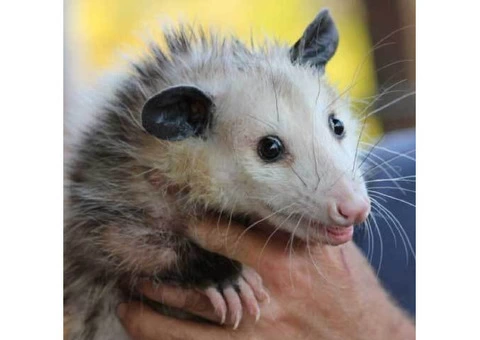 247 Possum Removal Perth