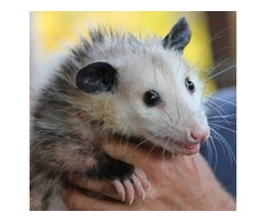 247 Possum Removal Perth