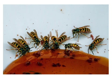 Professional Wasp Nest Removal Service and Wasp Pest Control Melbourne