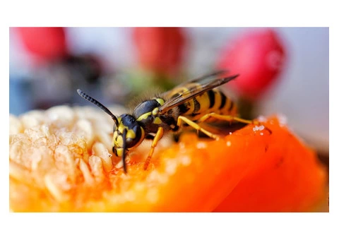 Bee Wasp Removal Hobart - 1/4