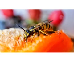 Bee Wasp Removal Hobart