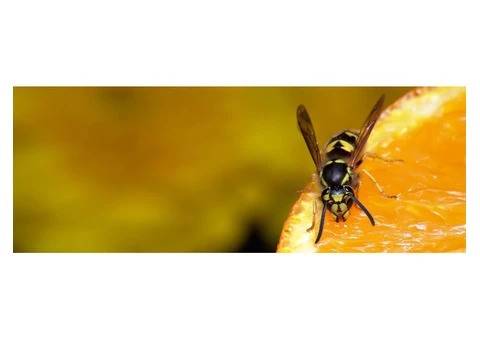 Bee Wasp Removal Hobart - 2/4