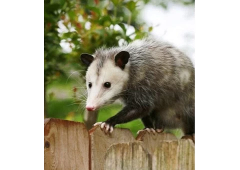 247 Possum Removal Sydney - 3/4