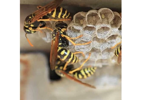 Bee Wasp Removal Brisbane
