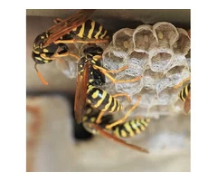 Bee Wasp Removal Brisbane
