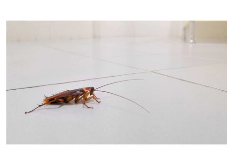 Cockroach Control Adelaide - 1/6