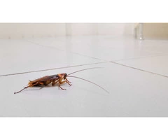 Cockroach Control Adelaide