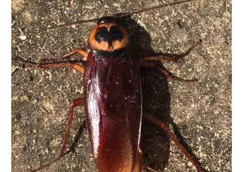 Cockroach Control Adelaide - 3/6