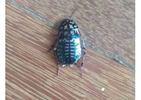Cockroach Control Adelaide - 4/6