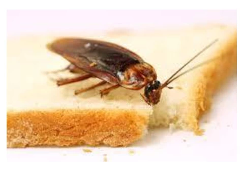Cockroach Control Adelaide - 5/6