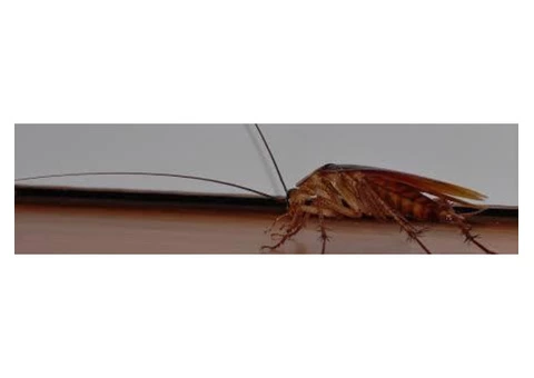 Cockroach Control Adelaide - 6/6