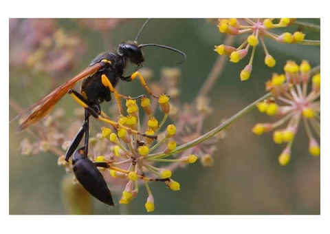 Bee Wasp Removal Melbourne - 3/4