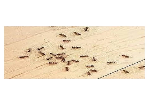 Pest Control Rye - 3/8