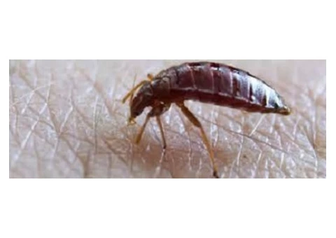 Pest Control Rye - 4/8