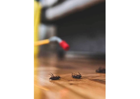 Pest Control Rye - 6/8