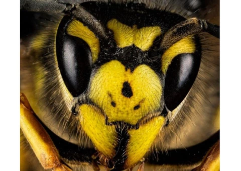 Bee and Wasp Removal Sydney
