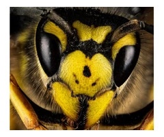 Bee and Wasp Removal Sydney