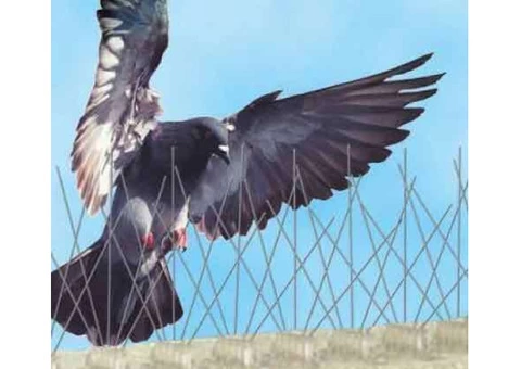 Bird Control Adelaide