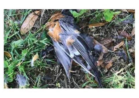 Dead Animal Removal Adelaide