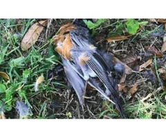 Dead Animal Removal Adelaide