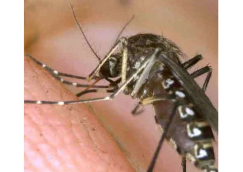 Mosquito Control Adelaide