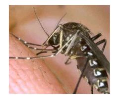 Mosquito Control Adelaide