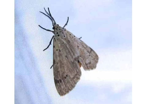 Moth Control Adelaide