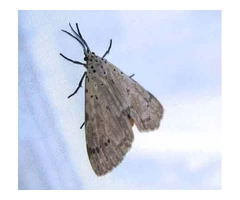 Moth Control Adelaide