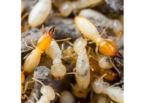 Termite Inspection Hobart - 1/3