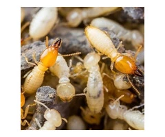 Termite Inspection Hobart