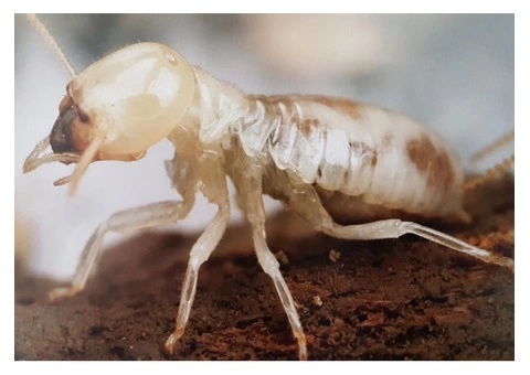 Termite Inspection Hobart - 2/3