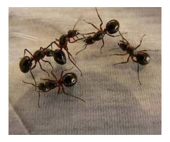 Ants Control Adelaide
