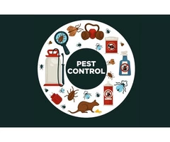 Pest control Services Sydney