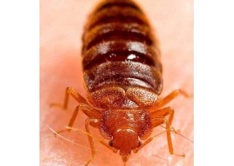 Bed Bugs Control Canberra