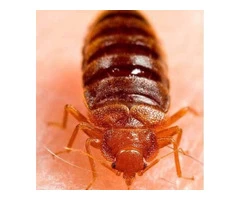 Bed Bugs Control Canberra