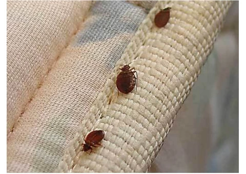 Bed Bugs Control Canberra - 2/2
