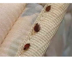 Bed Bugs Control Brisbane