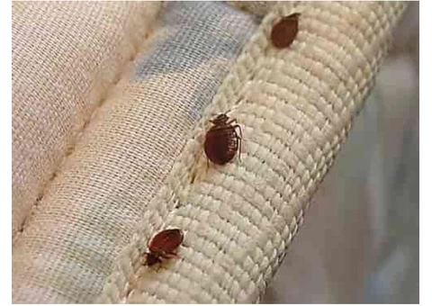 Bed Bugs Control Perth - 2/2