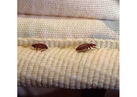 Bed Bugs Control Adelaide - 2/4