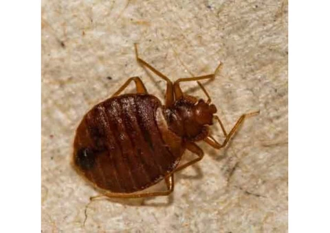 Bed Bugs Control Adelaide - 3/4