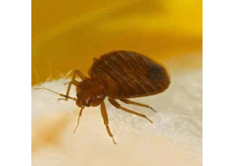 Bed Bugs Control Adelaide - 4/4